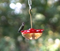 Single Hummingbird